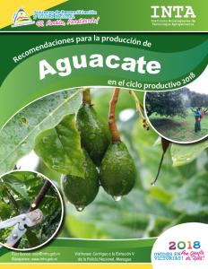 Recomendaciones produccion – Aguacate