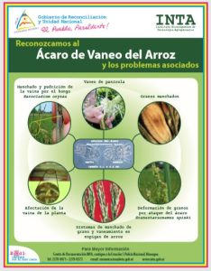 Ácaro del vaneo del arroz