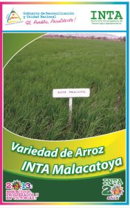 Arroz INTA Malacatoya