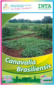 Canavalia Brasiliensis