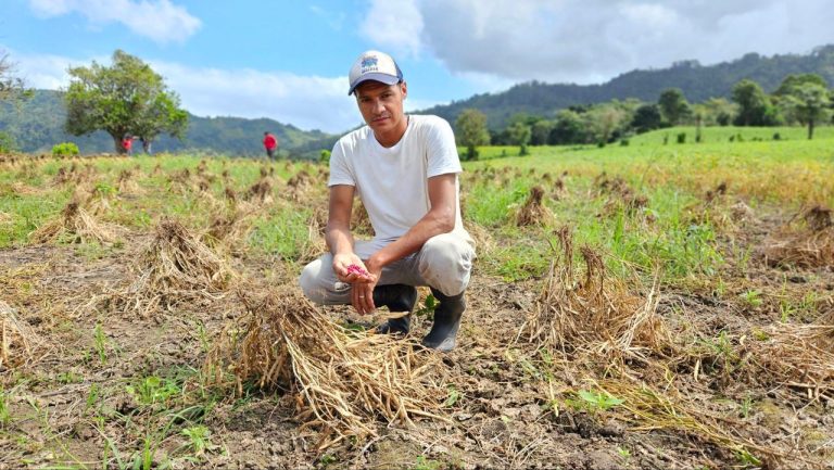 Inicio de Labores de Cosecha de Frijol de Apante