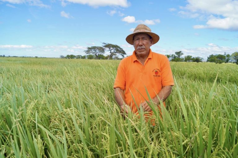 Producción de Arroz de Riego y Secano
