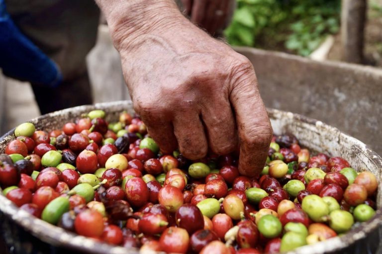 Labores de cosecha de café correspondiente al ciclo productivo 2023-2024