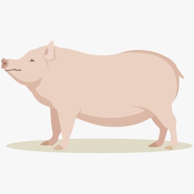 Cro. Rigoberto Reyes