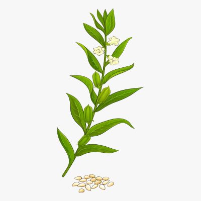 Cro. Fabricio Dolmus