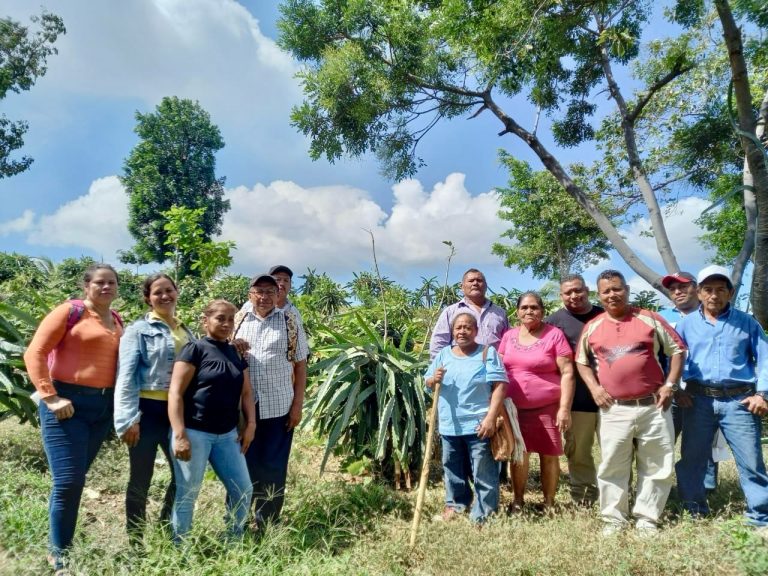 Fórmula de fertilización para el incremento de la Producción de Pitahaya