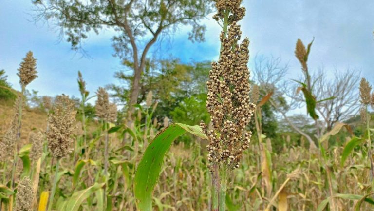 Variedad Mejorada de Sorgo Criollo Maicillón