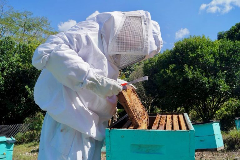 Programa Nacional de Capacitación en Producción y Procesamiento de Miel de Abeja
