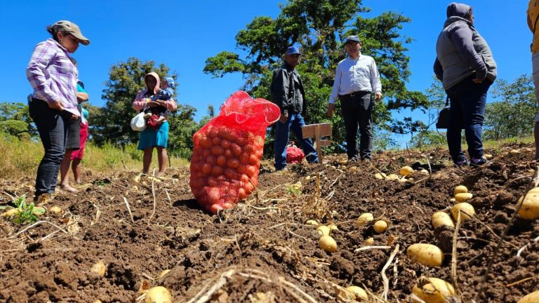 Presentación de Variedades de Papa con mayor potencial de rendimiento