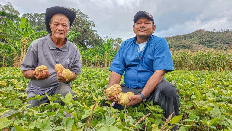 Presentación de variedad de camote en Nueva Segovia