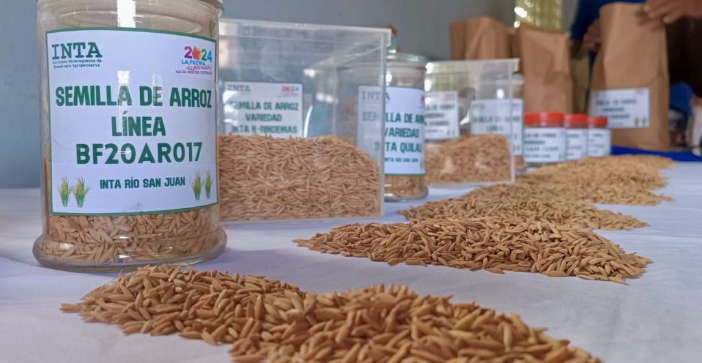 Evaluación de ocho nuevas variedades de Arroz de Secano