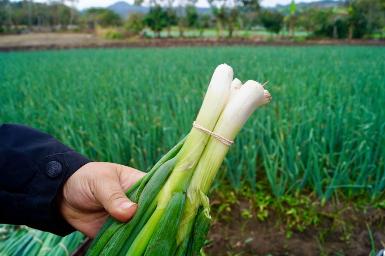 Experiencias de productores que se dedican al cultivo de hortalizas