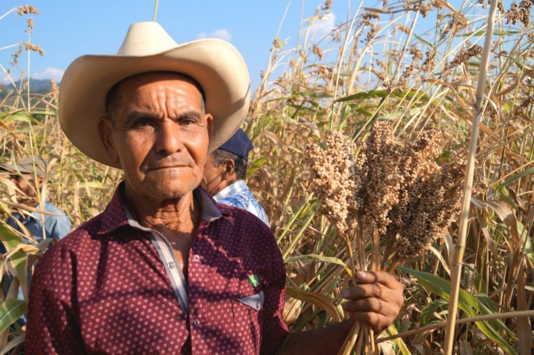 INTA realiza la presentación de variedad de sorgo acriollado