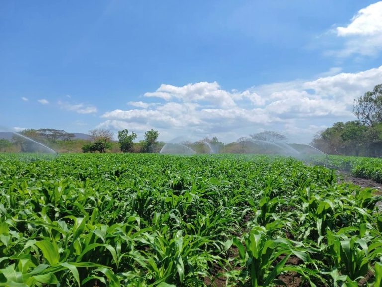 Tecnologías para Mejorar la Nutrición del Cultivo de Maíz