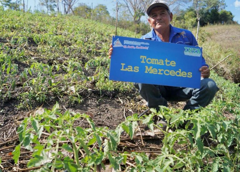 Presentación de Variedad de Tomate Las Mercedes