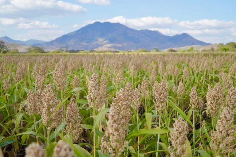 Presentación de Variedad de Sorgo Blanco de Doble Propósito