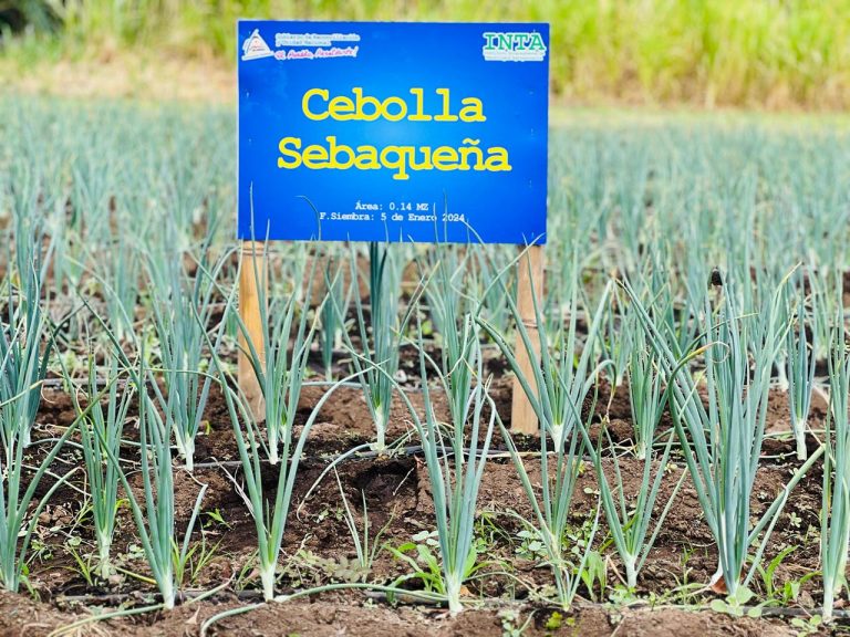 Resultados de Producción en el Cultivo de Cebolla Sebaqueña