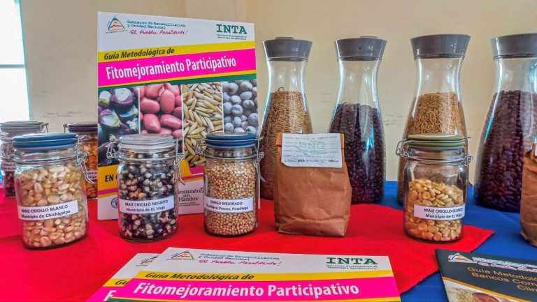 Escuela de Fitomejoramiento Participativo de Granos Básicos