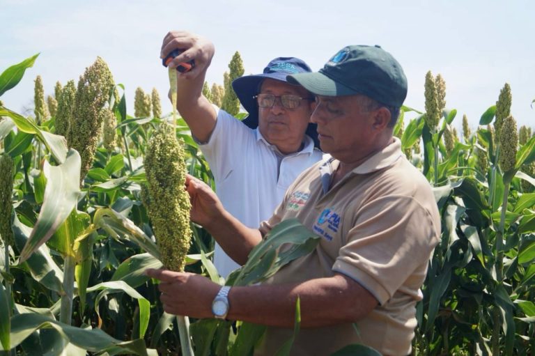 Resultados de la Variedad de Sorgo Doble Propósito INTA Maravilla