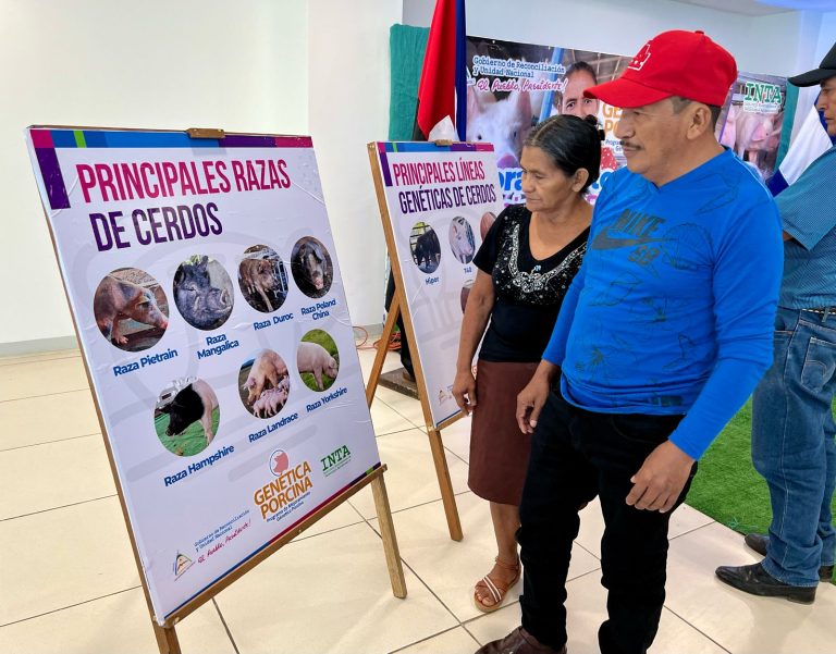 Catálogo de Líneas Genéticas y Razas Porcinas en Nicaragua