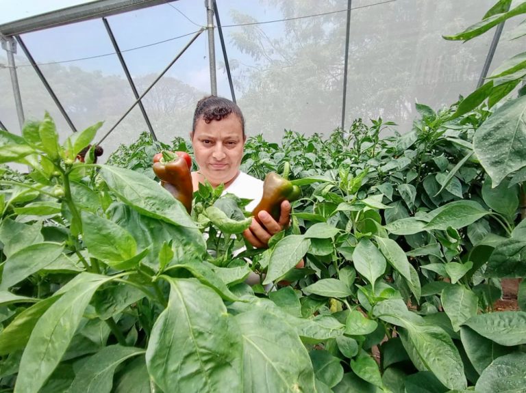 Aplicación de Técnicas para la Producción de Tomate  y Chiltoma