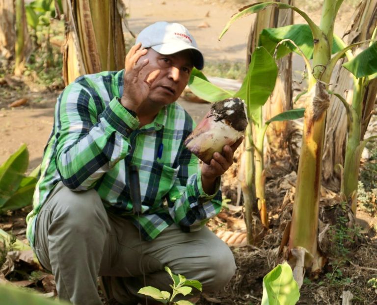 Encuentro sobre Técnicas de Manejo de Musáceas