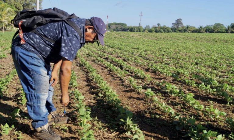 Mejores Técnicas para el Control de Enfermedades y Plagas en el Cultivo de Frijol