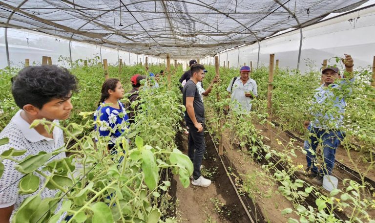Aplicación de Nuevos Sistemas de Producción y Nutrición de Hortalizas