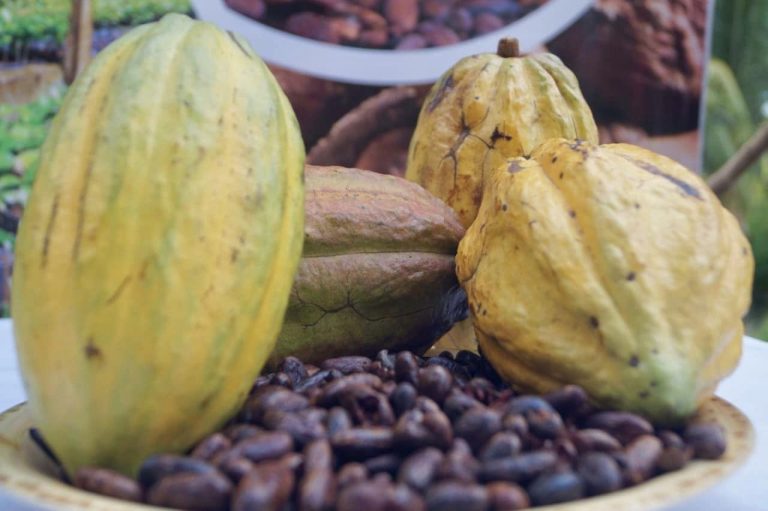 Presentación de Resultados de 4 Nuevos Tipos de Cacao en Río San Juan