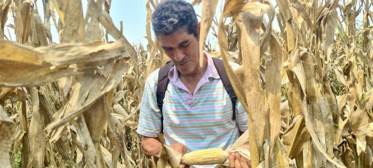 Programa Nacional de Producción de Semillas Híbridas de Maíz y Sorgo
