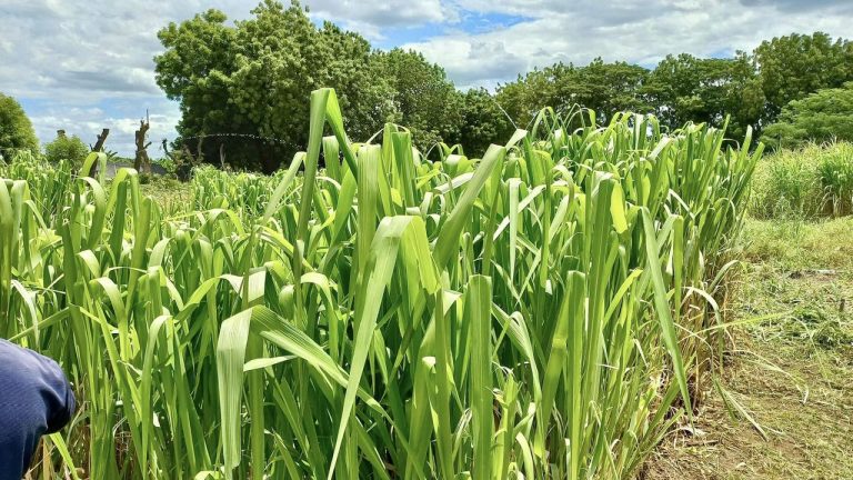 Presentación de Nuevas Variedades de Pastos y Especies Forrajeras