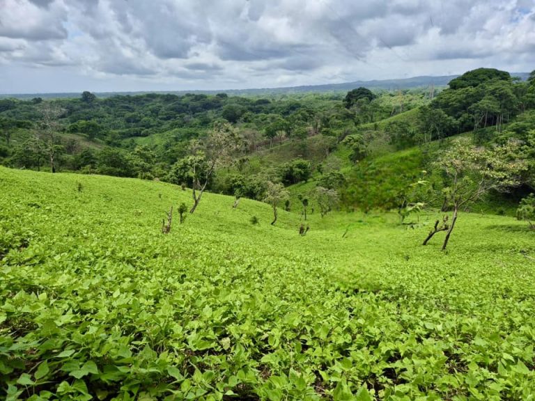 ¡Avanza a buen ritmo la producción del ciclo de primera en Nicaragua!