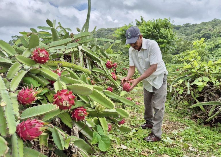 Mayor potencial de exportación en la Producción de Pitahaya
