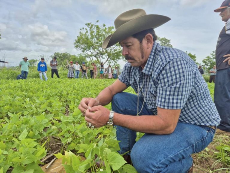 Presentación de tres nuevas variedades de Frijol
