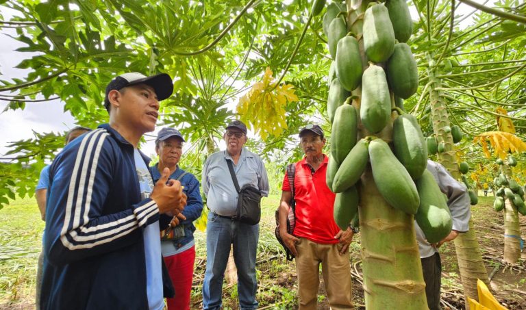 Tecnologías para incrementar la productividad en el cultivo de Papaya