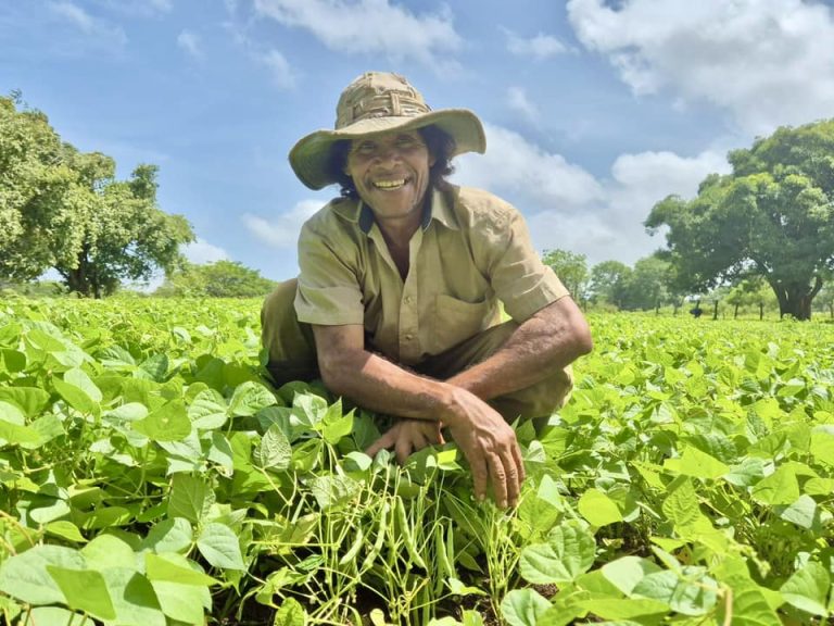 Inicia periodo de cosecha del ciclo de primera a nivel nacional