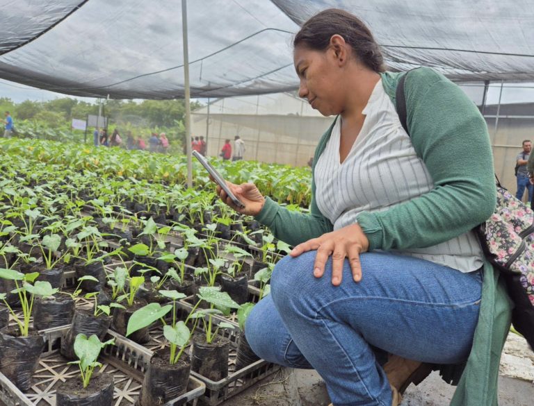Programa Nacional de Semilla Sanas de Malanga y Quequisque