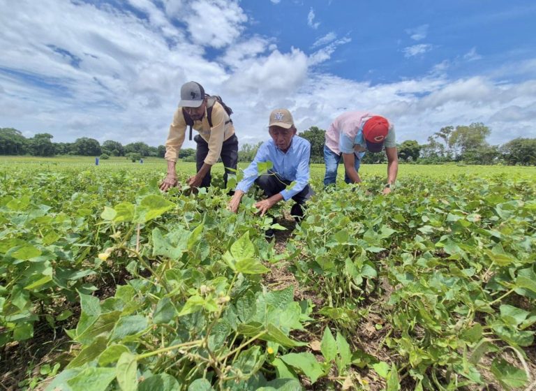 PRESENTACIÓN DE NUEVA VARIEDAD DE FRIJOL INTA-JM