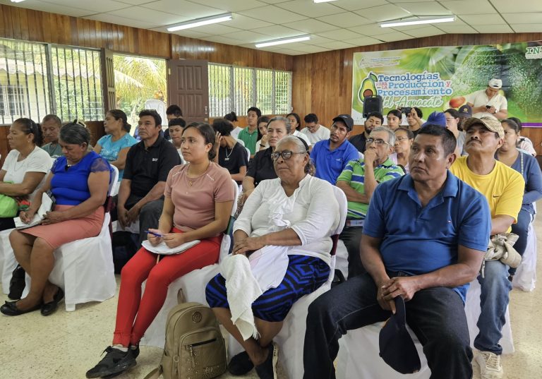 Innovaciones para la productividad de Quequisque