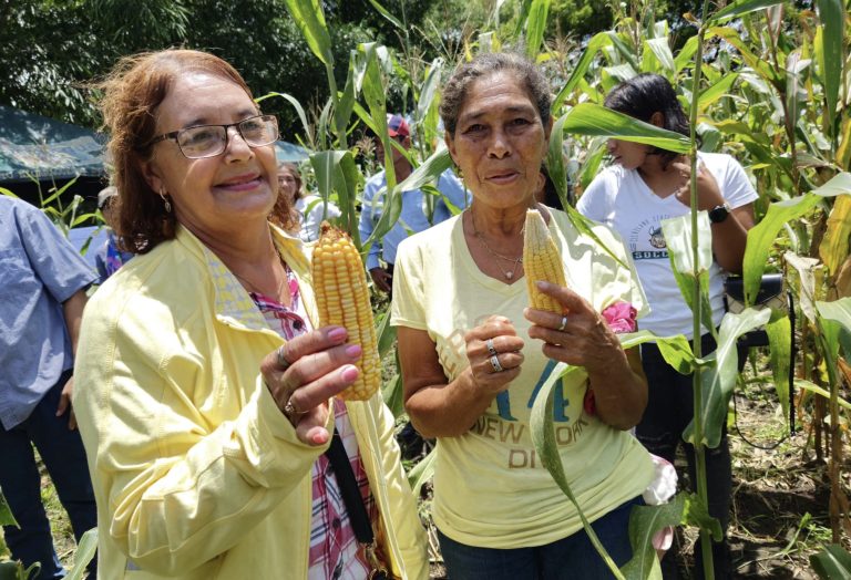 Investigación de nuevas Variedades de Maíz Amarillo