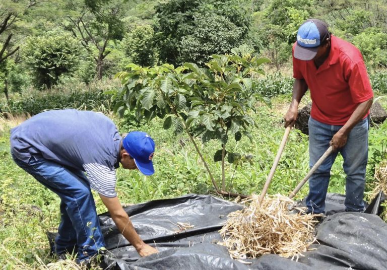 Tecnologías para el Manejo de la Cosecha del Cultivo de Frijol