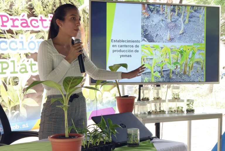 Herramientas y Técnicas Modernas para la Producción de Plátano
