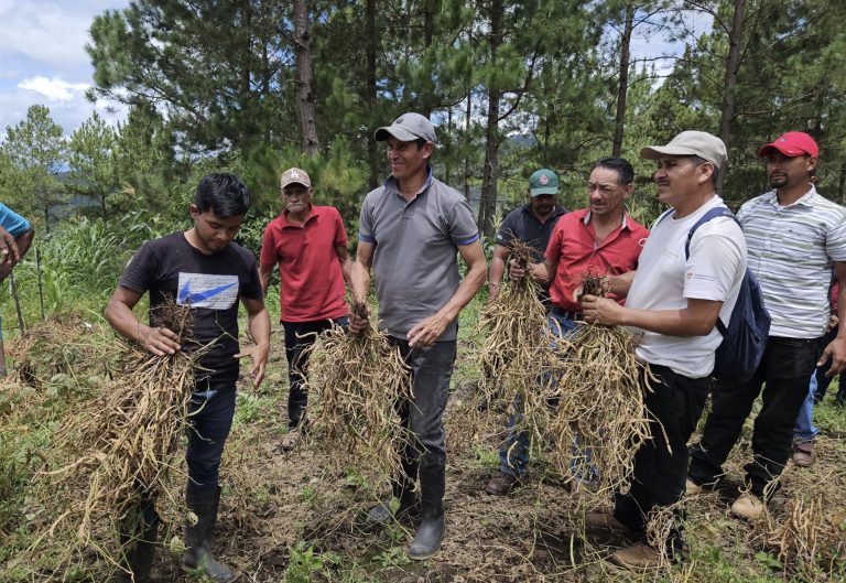 Avances en la Adaptación de 14 Genotipos de Frijol con Adaptación al Cambio Climático