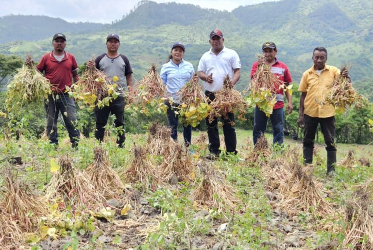 Cosecha de Frijol en el Ciclo de Primera