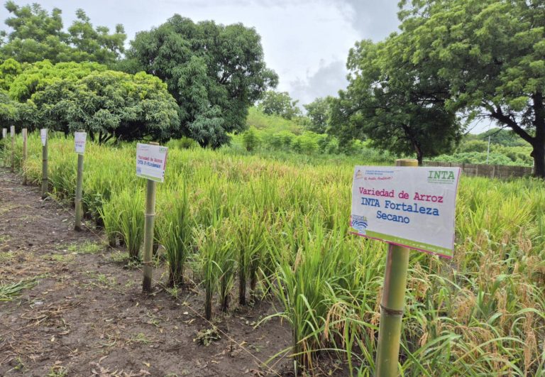 Resultados de Adaptabilidad de Variedades Mejoradas de Arroz de Secano