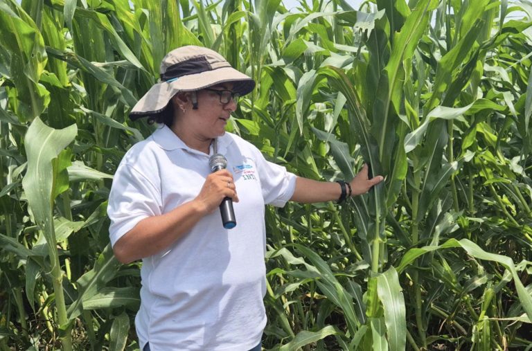 Presentación de Nuevos Métodos de Arreglo de Siembra en el Cultivo de Maíz