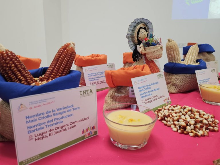 Presentación de Variedades Mejoradas, Criollas y Acriolladas de Maíz
