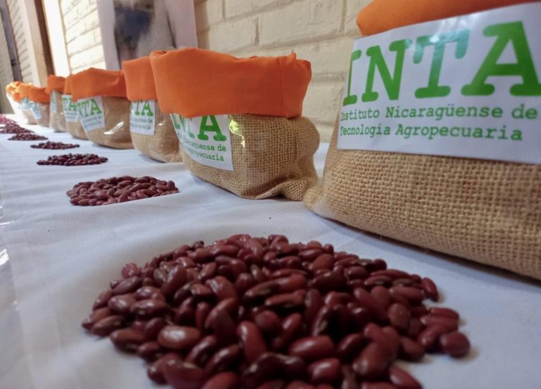 Resultados de Validación y Adaptación de 12 Líneas de Frijol