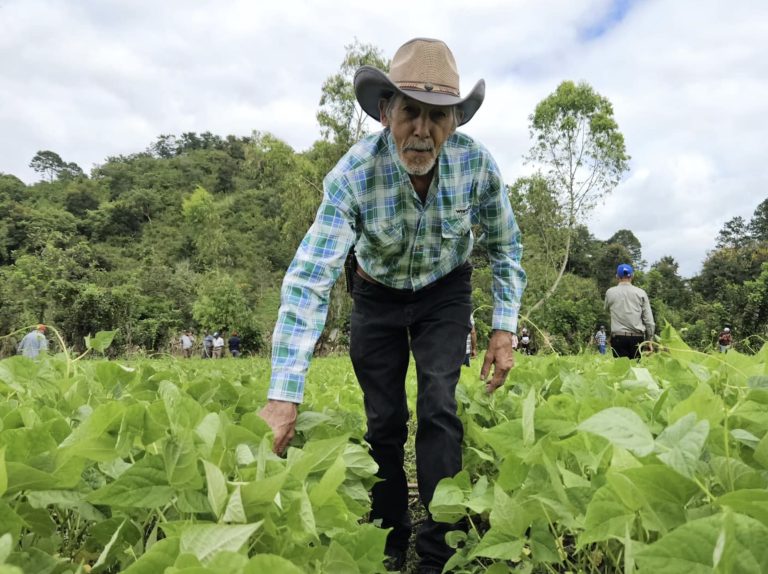 Presentación de Resultados de Siembra a Doble Surco en el Cultivo de Frijol