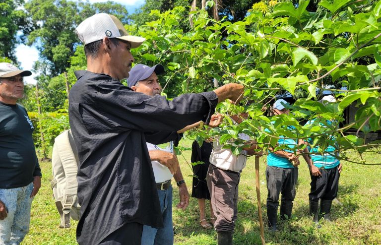 Marcos de Siembra y Adaptabilidad de Maracuyá Bajo Condiciones de Altas Temperaturas